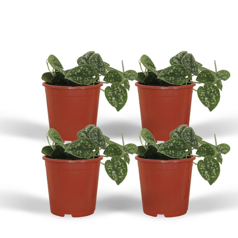 Scindapsus Pictus - 4 pieces - ø12cm - ↕15cm
