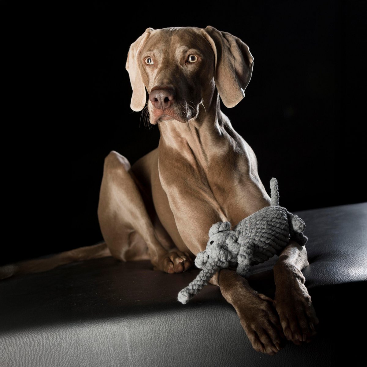 Elton Elephant - jouet culte pour chiens