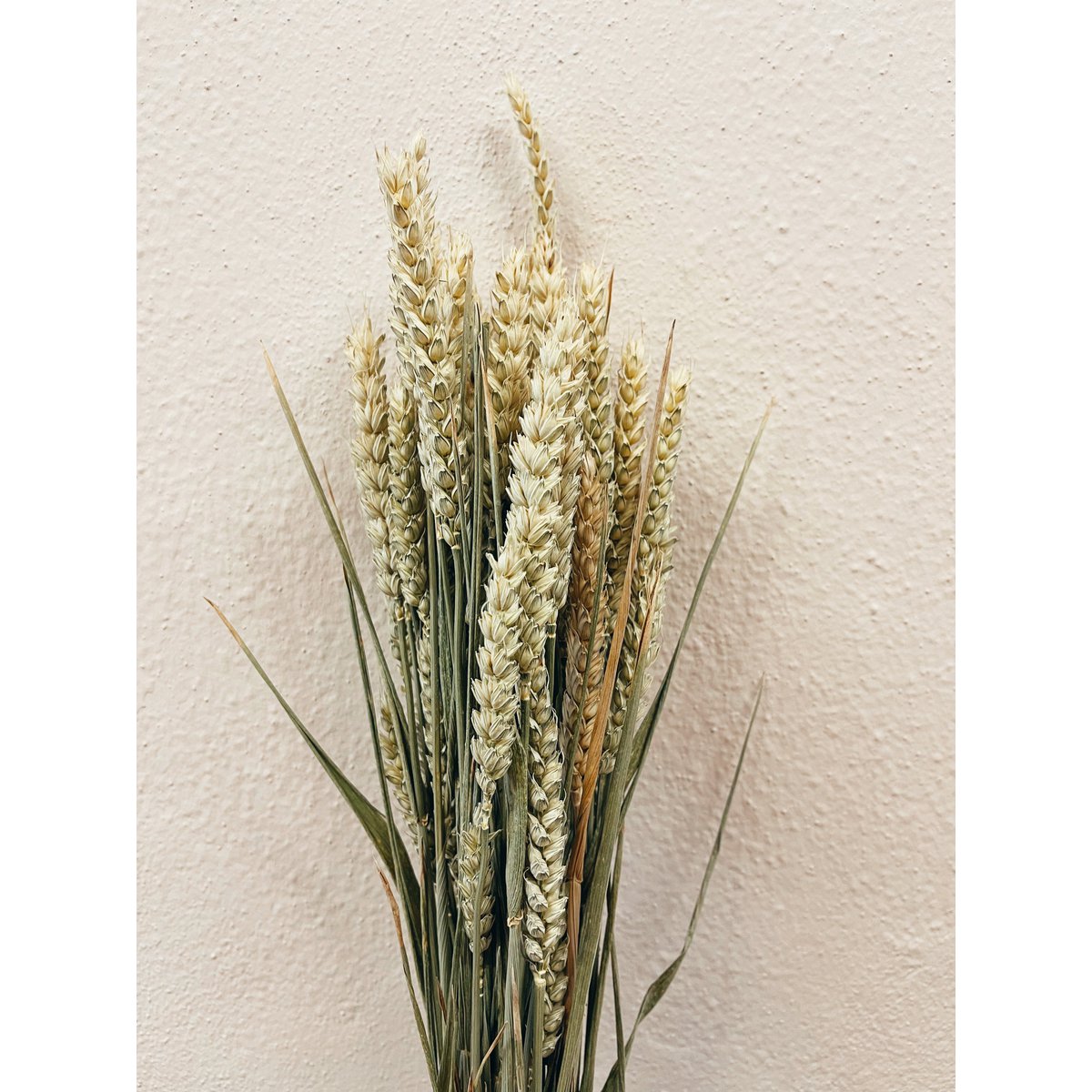 Tarwe natuurlijke gedroogde bloemen