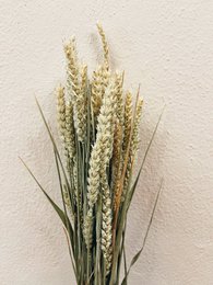Hvede naturlige tørrede blomster