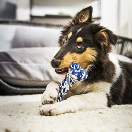 Bonnie Bone - kultlegetøj til hunde