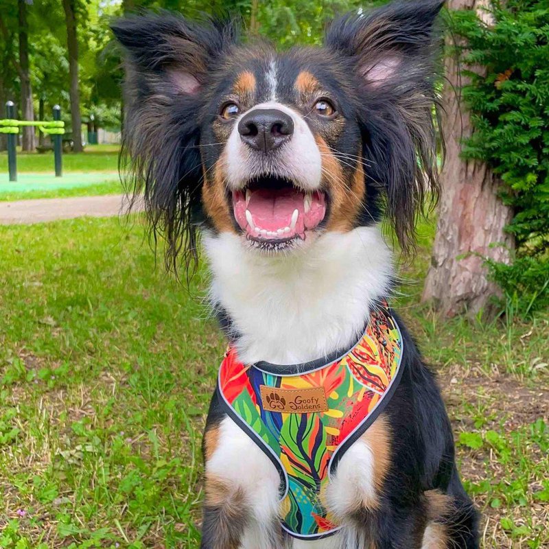 Tropical Classic Harness
