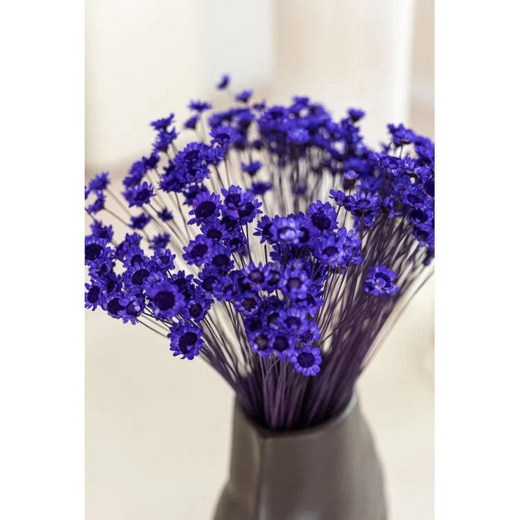 Glixia Mini-Sternblumen