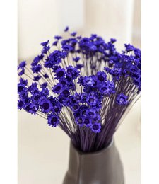 Glixia mini star flowers