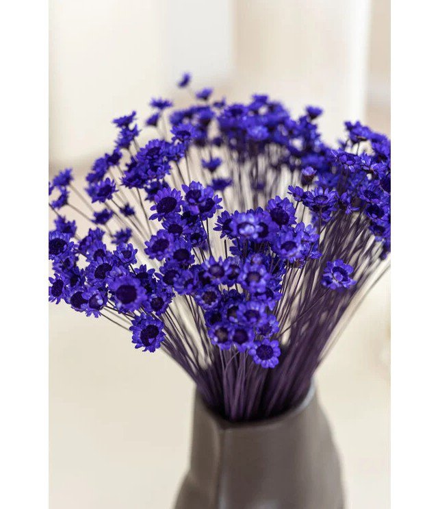 Glixia mini star flowers