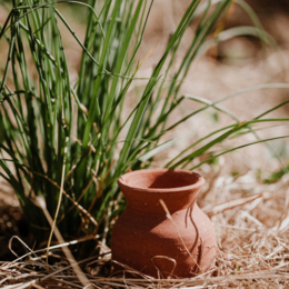 Ollas Kegle til at plante