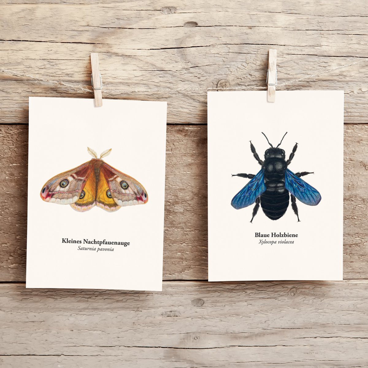 Postal nachtfauenauge, miniprint nachtfalter