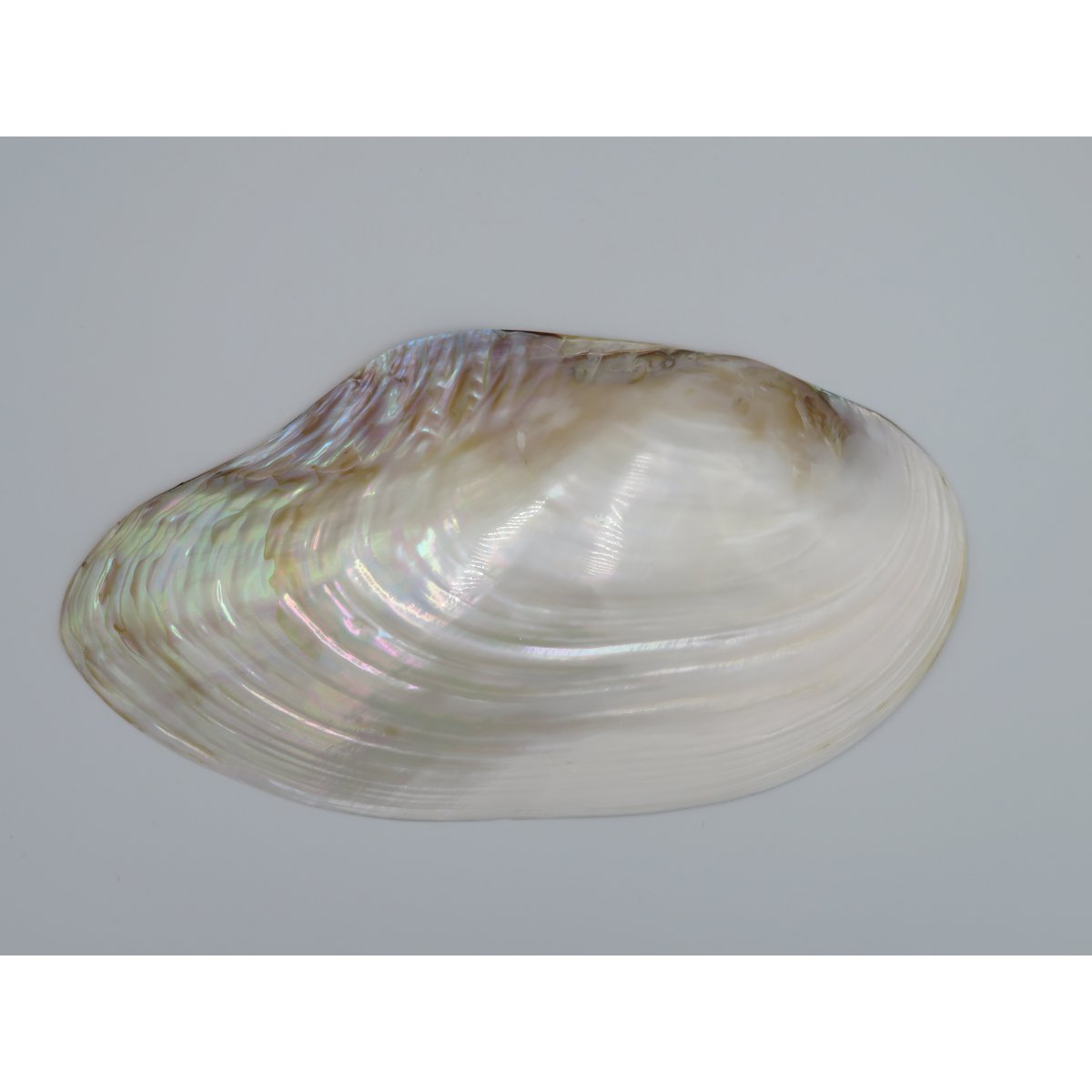 Mother-of-pearl shell - Kupang 23-24 cm