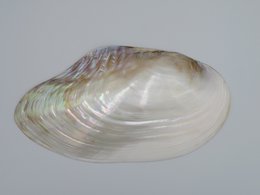Mother-of-pearl shell - Kupang 23-24 cm