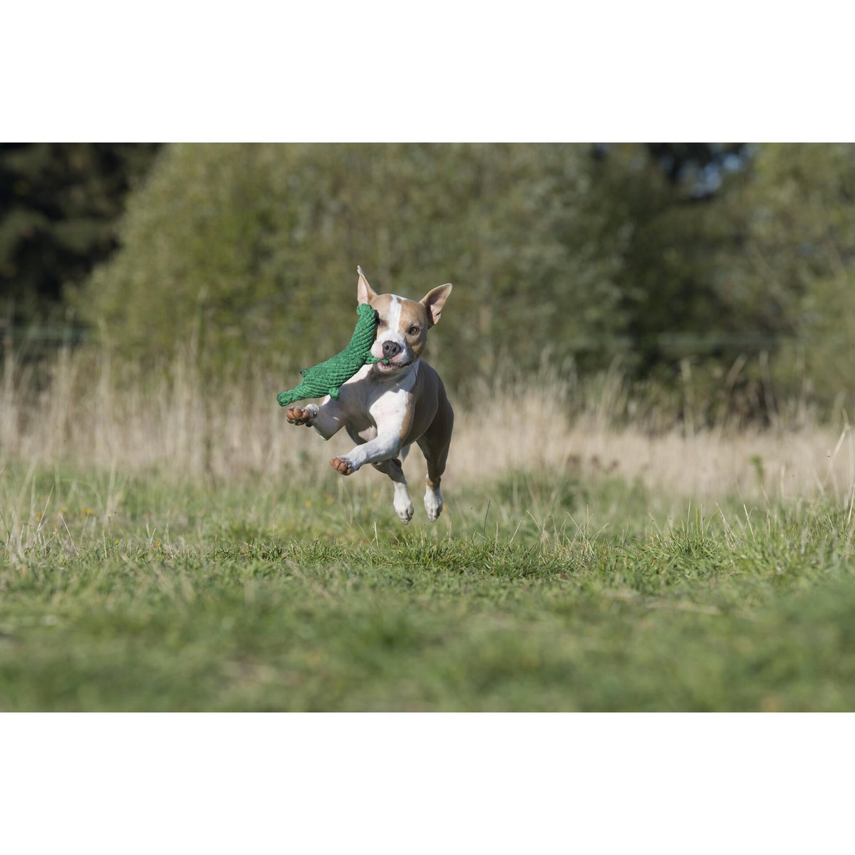 Kalli Crocodile - giocattolo cult per cani