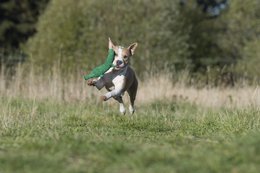 Kalli Crocodile - kultlegetøj til hunde