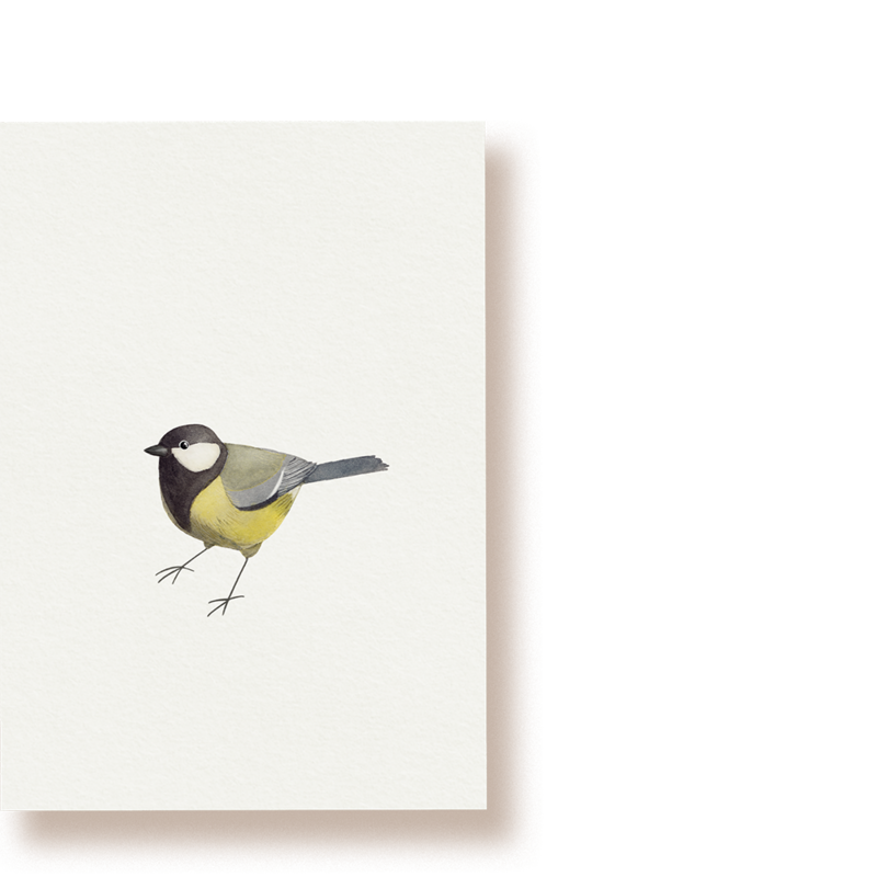 Kohlmeise | Postkarte