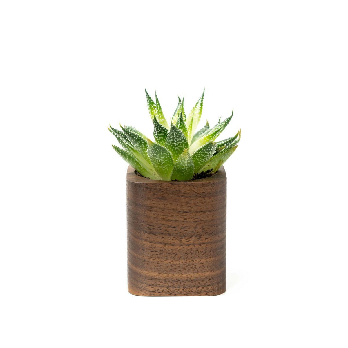 Jardinière carrée