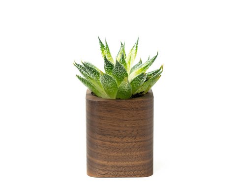 Square Planter