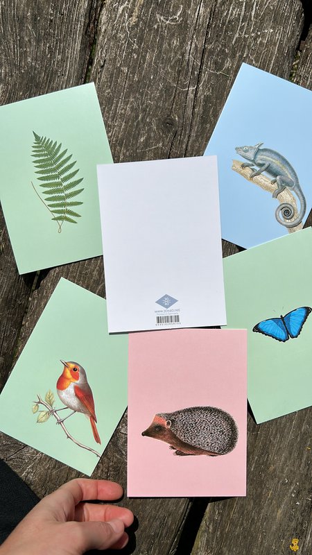 Postkarte Robin
