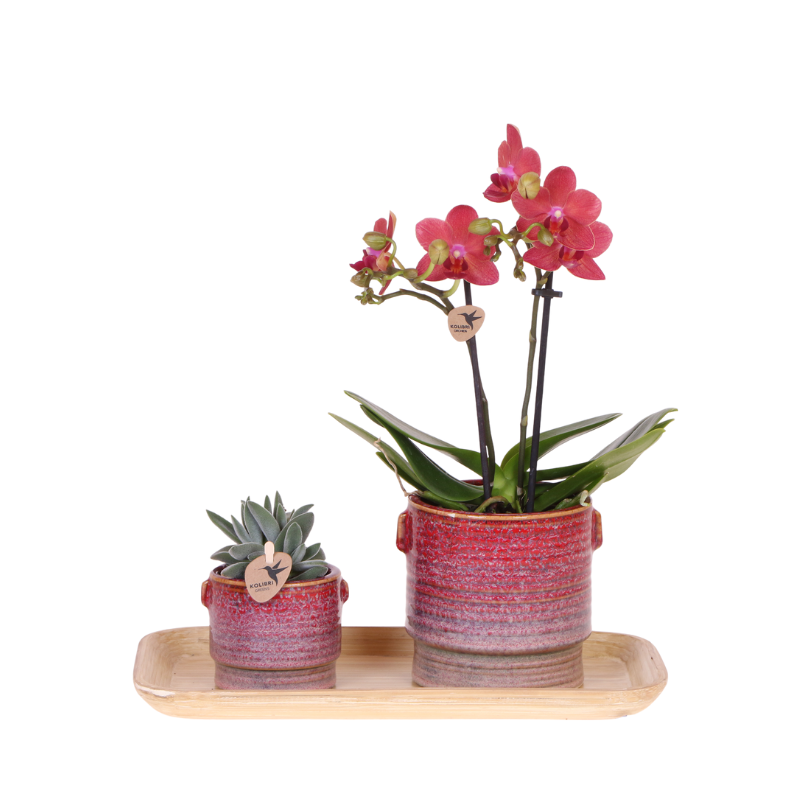 Kolibri Orchids | Gift Set Aura | Pink Phalaenopsis Orchid Congo with green plant in aura decorative pots on bamboo tray