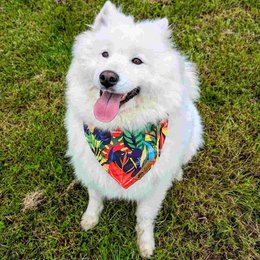 Collana tropicale e bandana