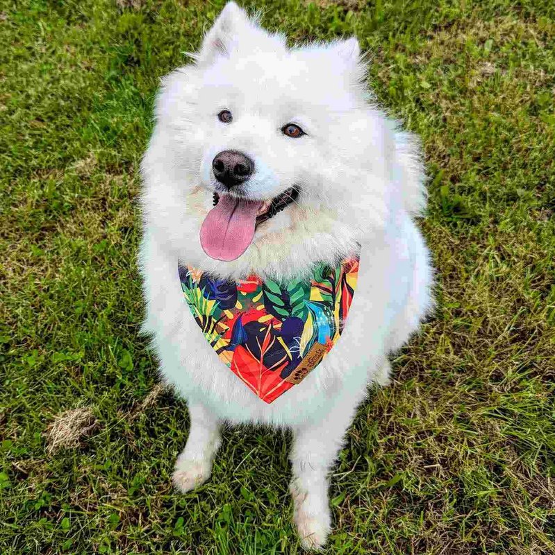 Collana tropicale e bandana