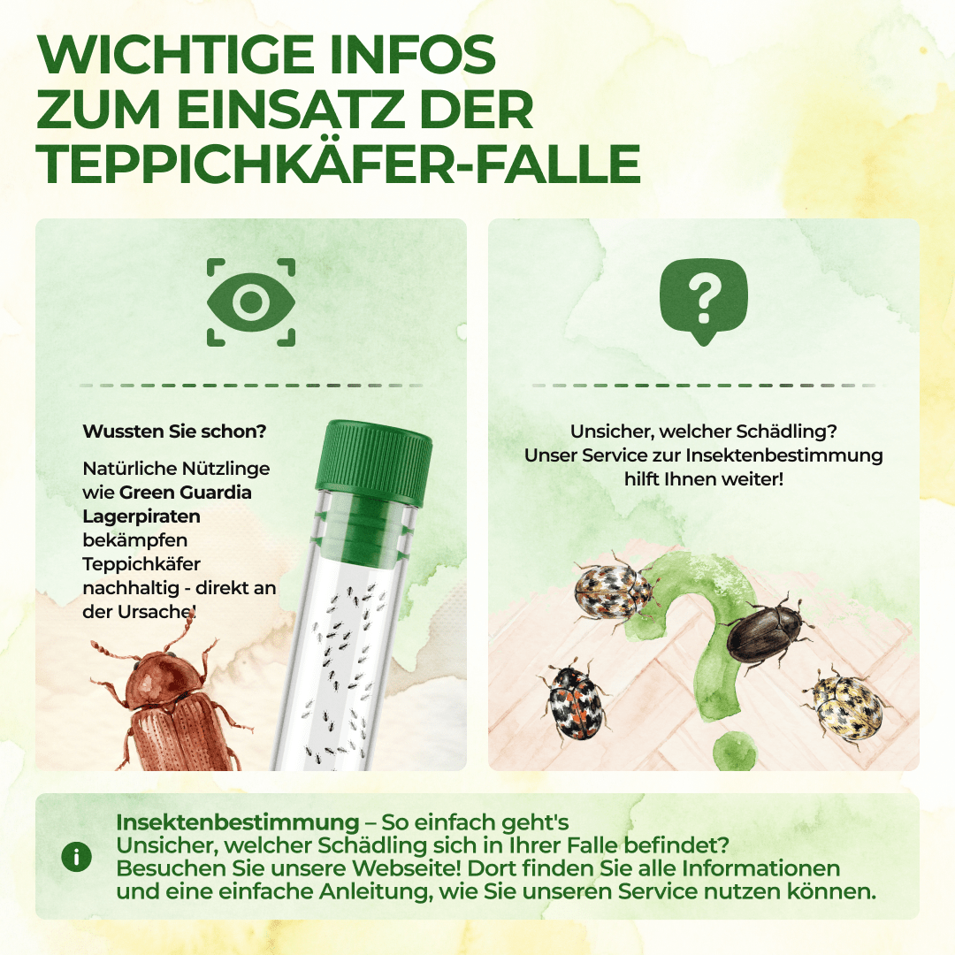 Teppichkäfer Falle