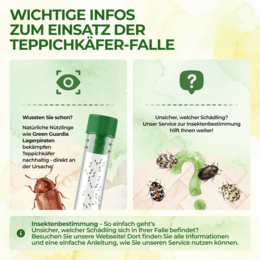 Pułapka na chrząszcze dywanowe