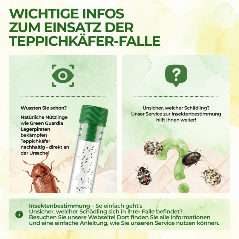 Pułapka na chrząszcze dywanowe