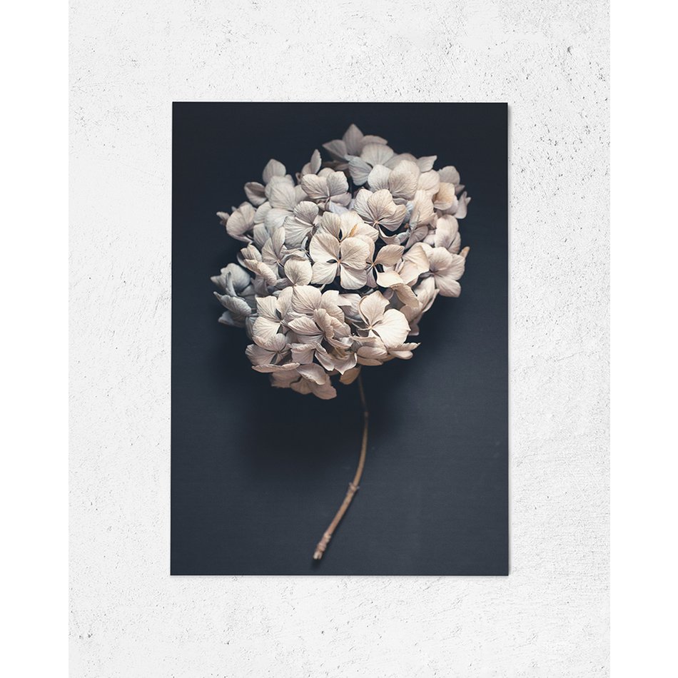 Postkarte Dark Hydrangea (PK_064)