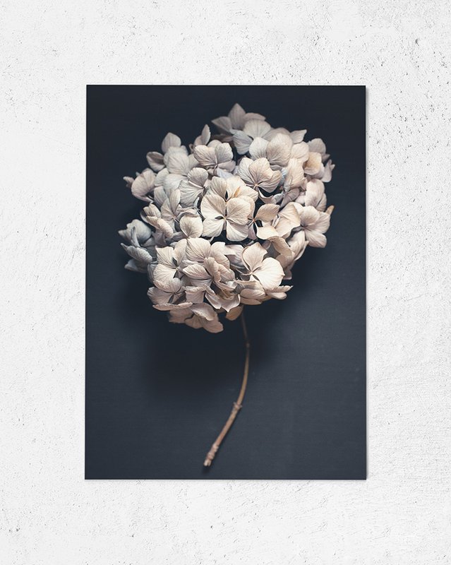 Postkort mørk hortensia (PK_064)