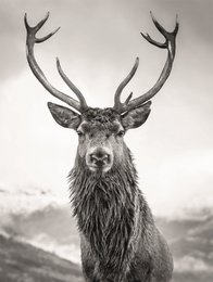 Vægbillede DEER 46x61 cm lærred billedbåre ramme dekoration moderne