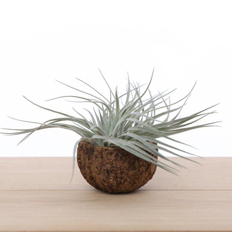 Tillandsia argento in tazza marrone