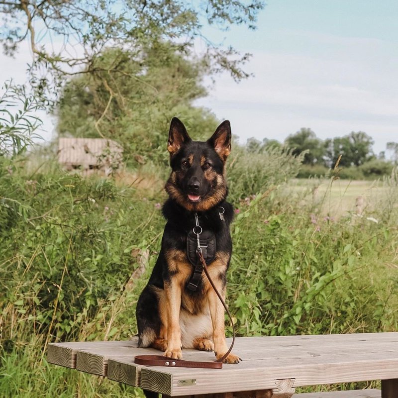 Nessun guinzaglio per cani confusi | Marrone
