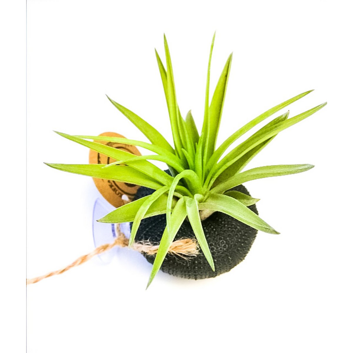 Luftpflanze im Seemegeln zu Saugnäpfe-Cup-Tillandsia Abdita-Black