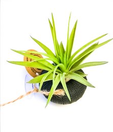 Planta de aire en el mar.
