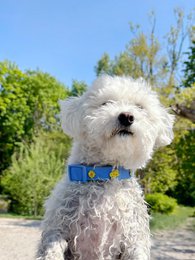 Trailer del collare per cani di formaggio