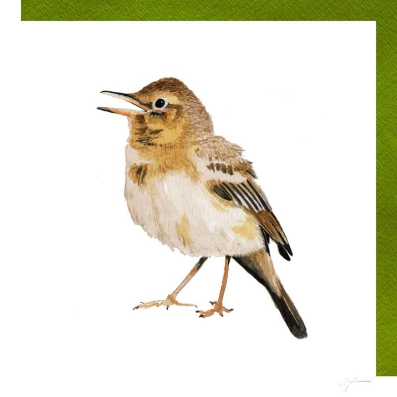 Tree pipit young