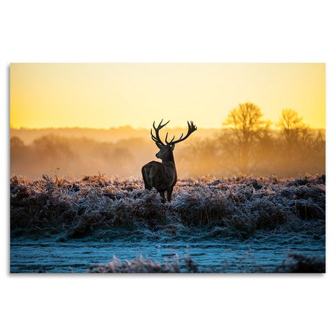Acrylic glass picture - Summer Bleeding