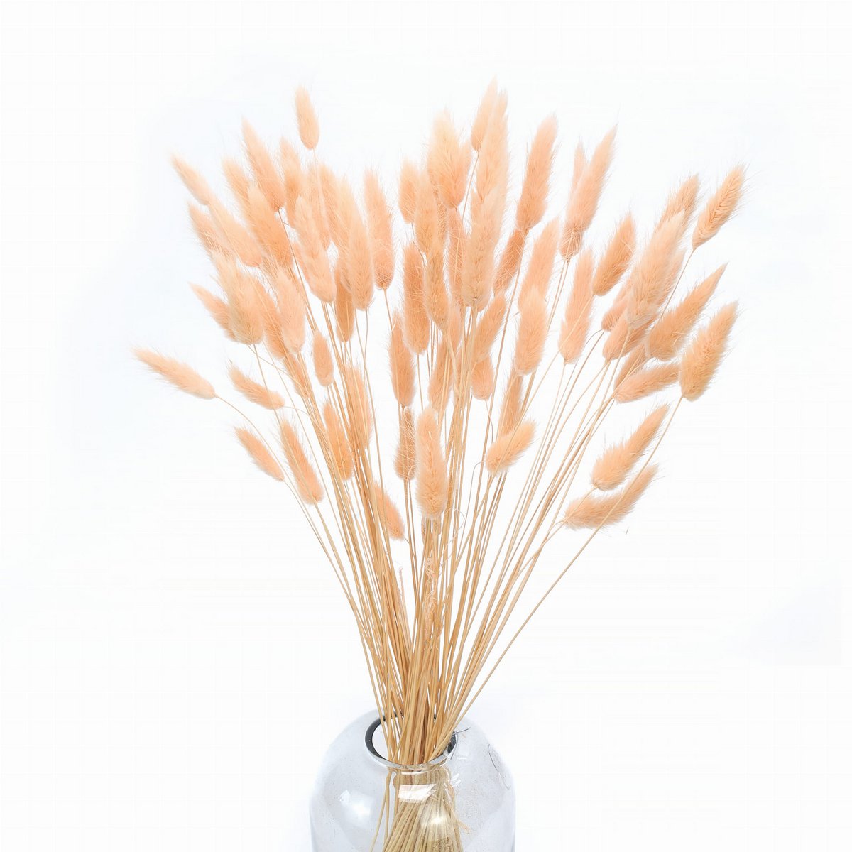 Queues de lapin (Lagurus) 50g Peach Fuzz