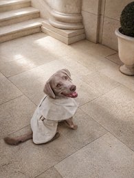 Luxury Waterproof Trenchcoat