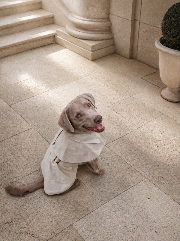 Luxury Waterproof Trenchcoat