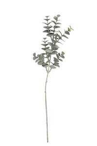 Eucalyptuszweig