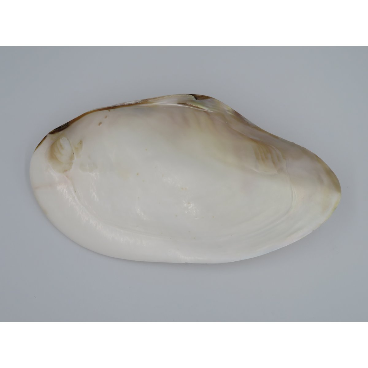 Mother-of-pearl shell - Kupang 20-22 cm