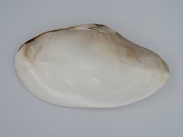 Mother-of-pearl shell - Kupang 20-22 cm