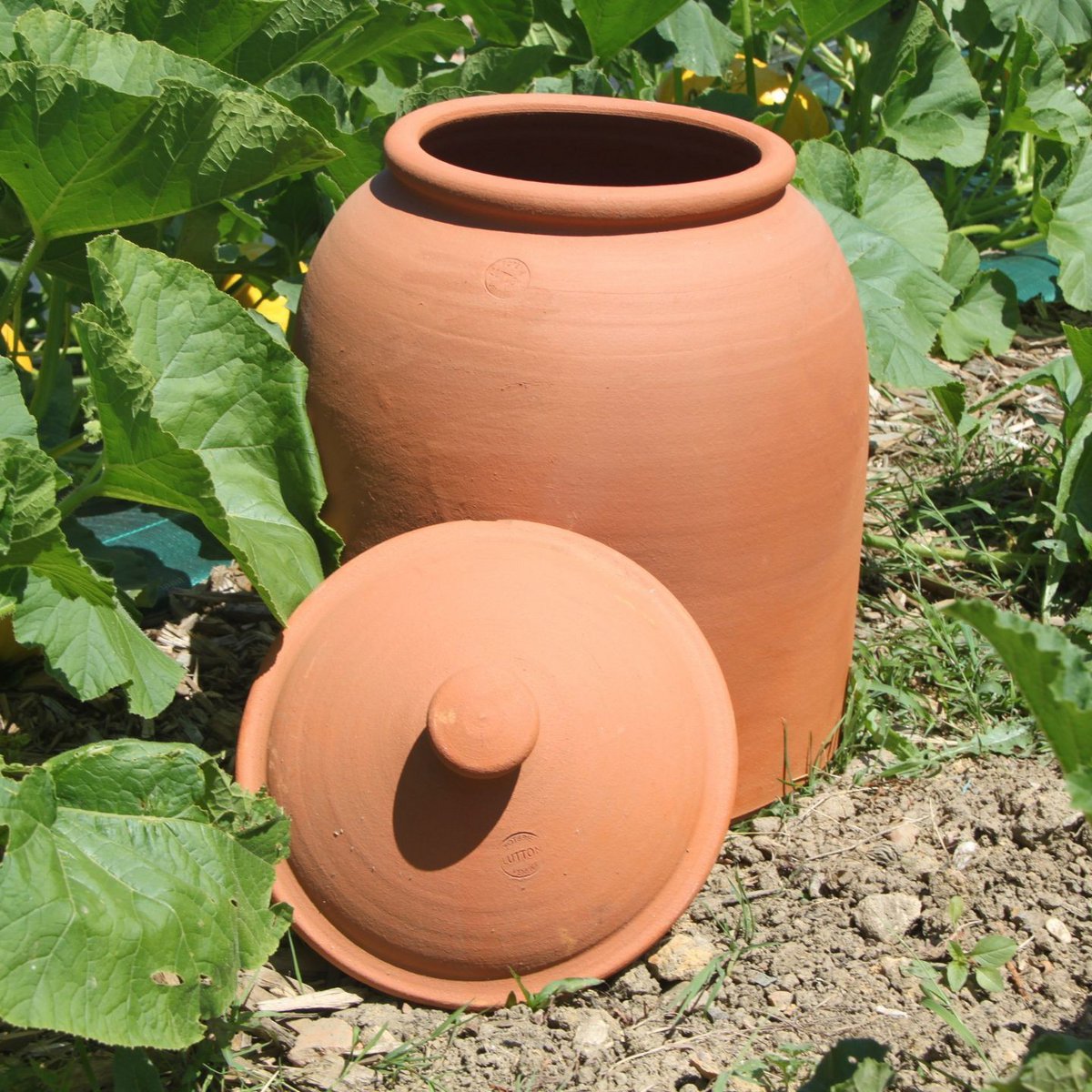 Rabarb Pot