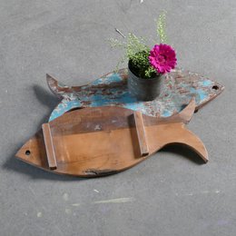 coaster fish