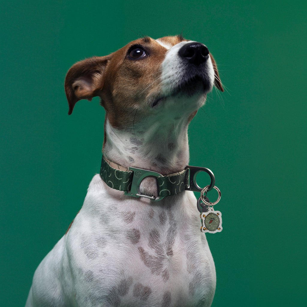 Le charme du chien fauteur de troubles