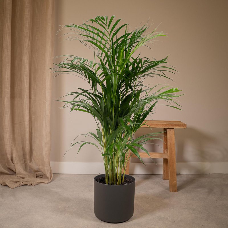 Dypsis Lutescens - Areca Palm - Ø21cm - ↕110cm