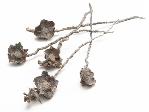 Palm blossom "Coco" on a stem, 50 pieces, 30cm, white wash