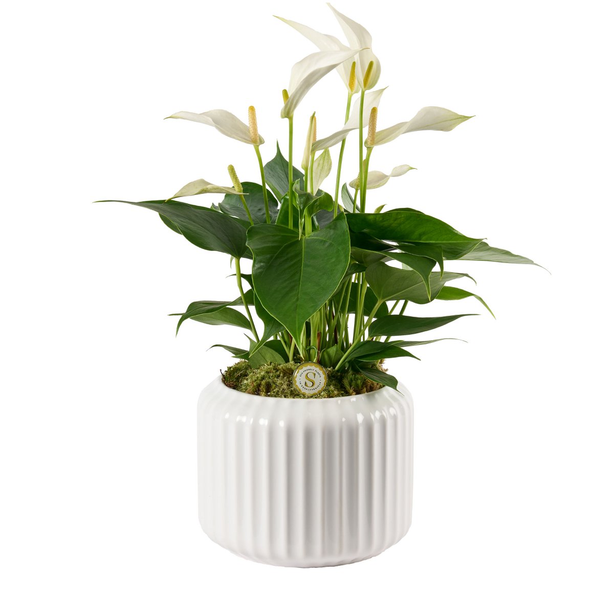 Bolon White Cava
