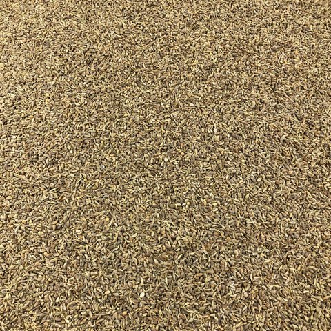 Biologische groene anijszaden in bulk