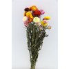 Straw flowers - Helichrysum Mix - dried flowers