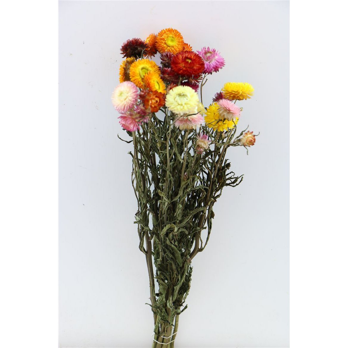 Strawflowers - Helichrysum Mix - suszone kwiaty